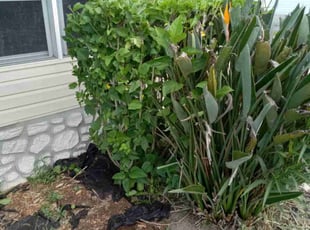 Bush Trimming by Edson Vargas for Catherine A. in Davenport , FL
