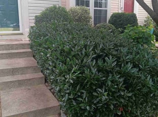 Bush Trimming by John Bell for Cathy C. in Frederick, MD