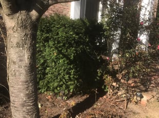 Leaf Removal by Jason Scott for Cylton C. in Rockville, MD