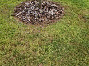 Weeding by Matthew Strokus for Jan W. in Eustis, FL