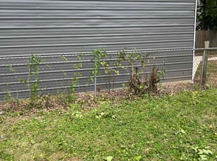 Bush Trimming by Darrell Barr for Elizabeth Ann H. in Louisville, KY