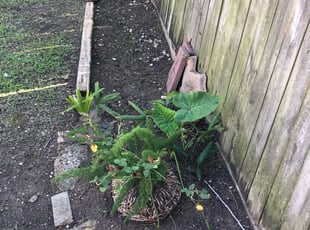 Leaf Removal by John Perry for Elizabeth F. in Houston, TX