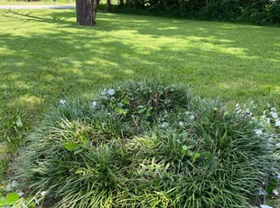 Bush Trimming by Darius Chambliss for Dian T. in Little Rock, AR