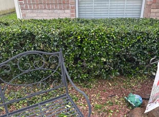 Bush Trimming by Makenly Stainles for Jacqueline T. in Orange Park, FL