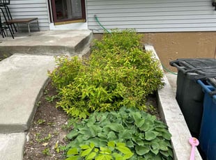 Bush Trimming by Troy Wheatley for Angèle K. in Toledo, OH