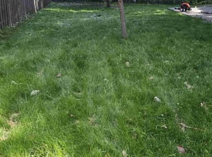 Leaf Removal by Dwyne Smith for Liban M. in Burnsville, MN