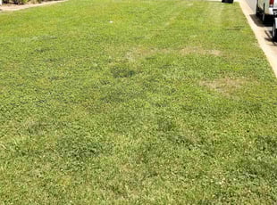 Weeding by Eric Lewis for Crystal C. in Fort Mill, SC