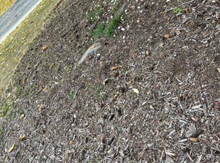 Weeding by Jacques Chauvin for Kelley K. in Arvada, CO