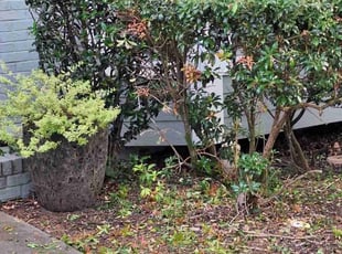 Bush Trimming by Marsha Cooper for Michelle D. in Atlanta, GA