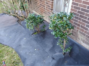 Weeding by Daniel Campos for Robert T. in Houston, TX
