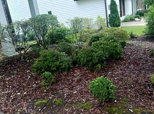 Bush Trimming by Enrique Juarez for Todd C. in Canton, GA