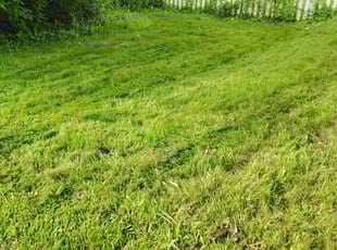 Cleanups by leonard tillman for Andrea C. in Baltimore, MD
