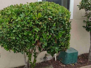 Bush Trimming by Roberto Medina for Austin M. in Chula Vista, CA