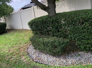 Bush Trimming by Gleber Moura for David N. in Orlando, FL