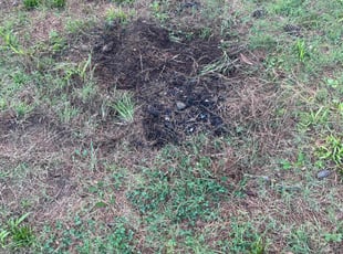 Cleanups by Nicholas Harter for Anastasia S. in Virginia Beach, VA