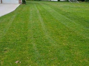 Chalette L.'s Lawn Mowing Service service result