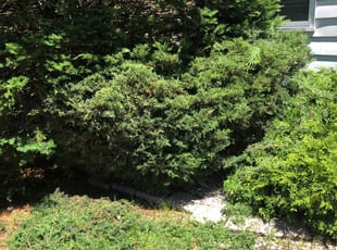 Bush Trimming by John McCardle for James T. in Milwaukee, WI