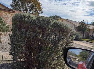 Bush Trimming by Marc Davis for Michael B. in San Antonio, TX
