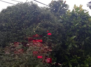 Bush Trimming by Michael Holland for Delvin C. in Beltsville, MD