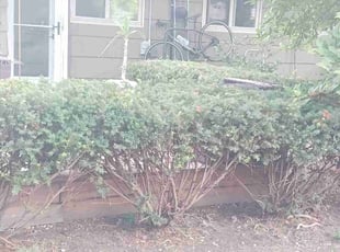 Bush Trimming by Robert Pittman for Emily G. in Columbus, OH