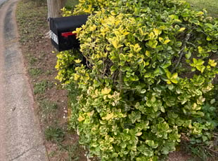 Bush Trimming by Ethan Wright for Vanessa M. in Marietta, GA