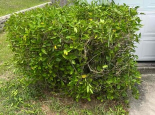 Bush Trimming by Bodi Wartenberg for Brandon G. in Minneola, FL