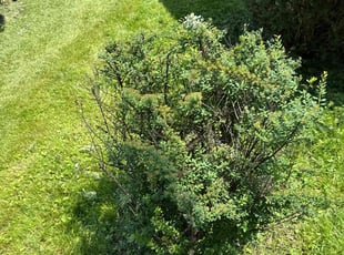 Bush Trimming by Kaleb Klimek for Rob K. in Noblesville, IN
