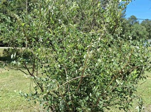 Bush Trimming by Reggie Joyner for Loretta I. in Goose Creek, SC
