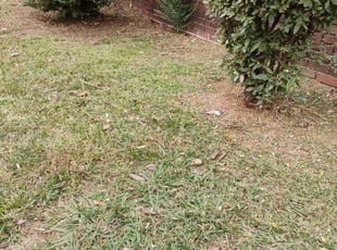 Weeding by "Buddy" Johnson for Warnette Z. in Atlanta, GA