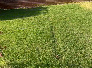 Cleanups by Haidee Gillespie for Christian M. in Greenville, SC
