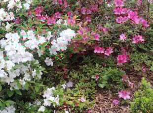 Weeding by Joseph Graham for Ross P. in Atlanta, GA