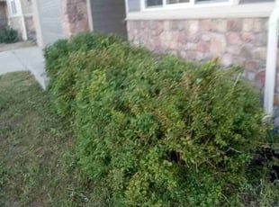 Bush Trimming by Chris Clark for Nathan M. in Colorado Springs, CO