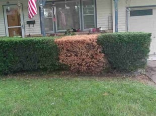 Bush Trimming by Lori Bremenkamp for Keith B. in Kansas City, MO