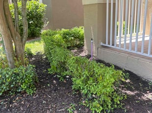 Emilia V.'s Bush Trimming service result