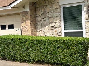 Bush Trimming by Francisco Bermudez for Jessica J. in Arlington, TX