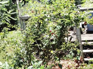 Cleanups by Ronald Bell for Patricia K. in Kansas City, KS