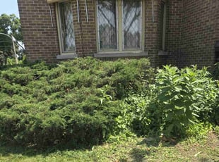 Bush Trimming by Ronnie Anderson for Jason K. in Milwaukee, WI