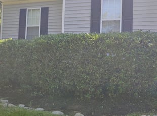 Bush Trimming by Jeff Offenberg for Tony V. in Knightdale, NC