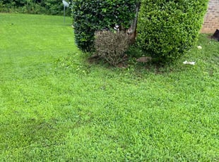 Bush Trimming by Marcuske Moss for Michael H. in Fairburn, GA