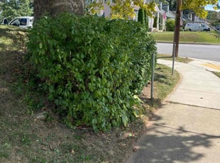 Bush Trimming by Steve Foster for Brandie B. in Parkville, MD