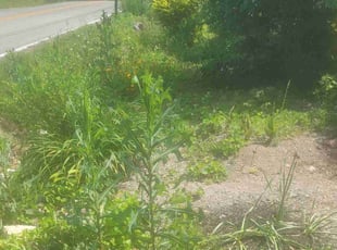 Weeding by Nathan Christiansen for Sandra K. in Harrison, TN