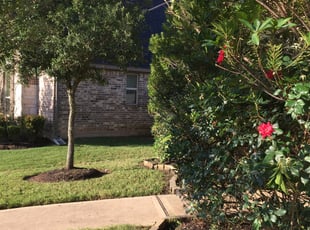 Bush Trimming by Robert Duran for Rebecca K. in Sugar Land, TX