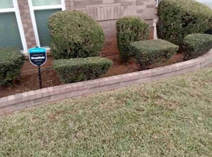 Bush Trimming by Eve Solis for T M. in Euless, TX