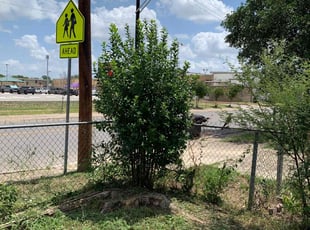 Bush Trimming by Andrew Garza for John C. in San Antonio, TX