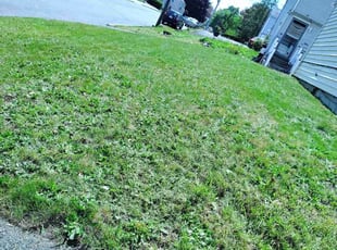 Leaf Removal by Amilcar Patrick for Suvie S. in Lawrence, MA