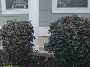 Bush Trimming by Bryan Osment for Janson E. in Taylors, SC