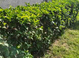 Bush Trimming by Carlos Martinez for Theresa k. in Davenport, FL