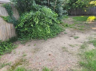 Bush Trimming by Patricia Bergman for Connie C. in Norman, OK