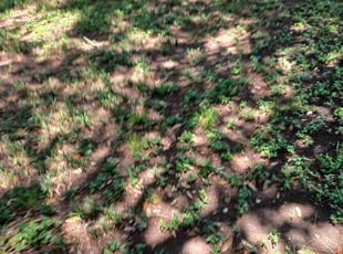 Leaf Removal by Rogiero Garcia for Cody F. in Lockhart, TX