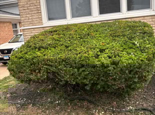 Bush Trimming by Brittany Williams for Chemaine S. in Calumet City, IL